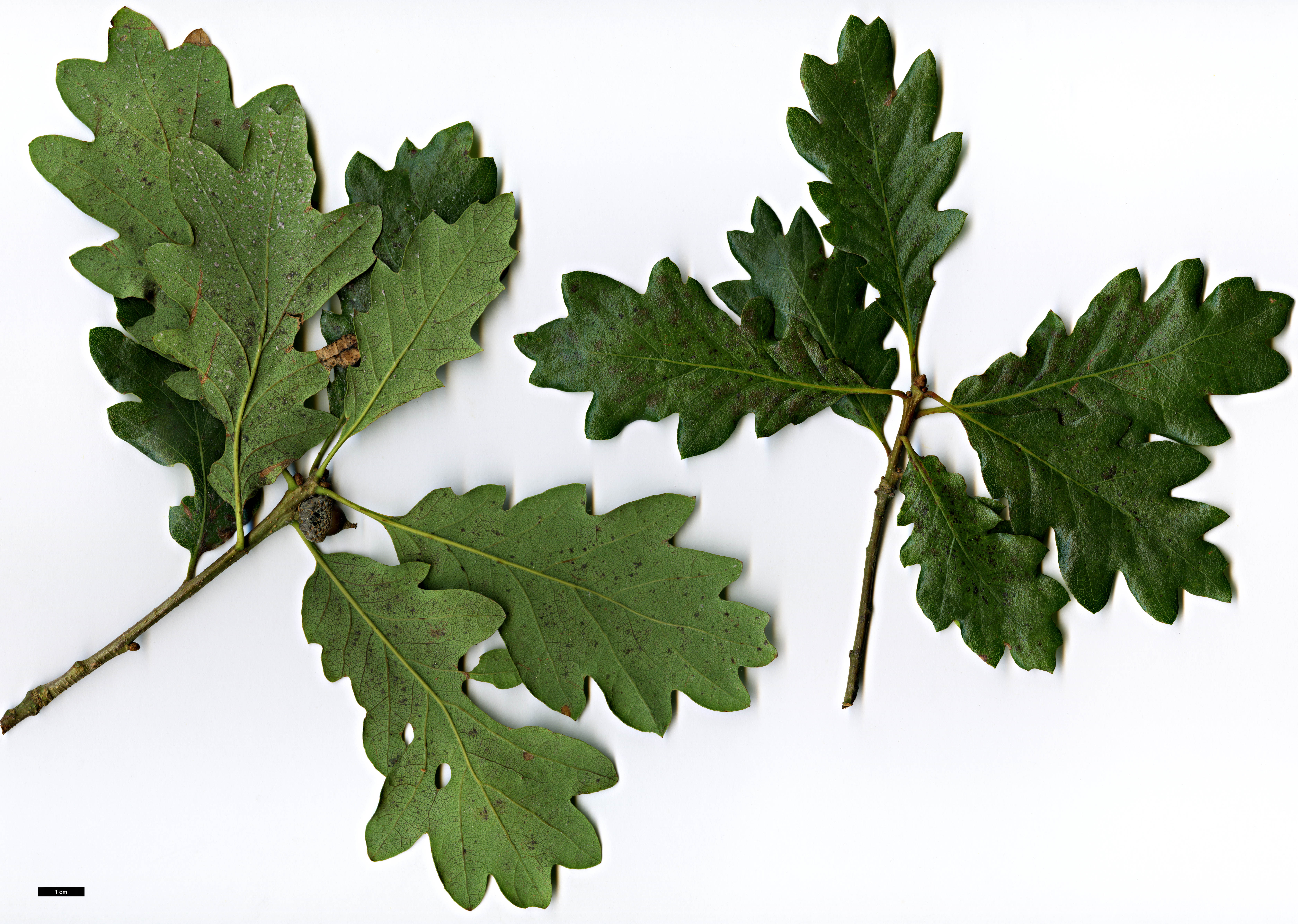 High resolution image: Family: Fagaceae - Genus: Quercus - Taxon: garryana - SpeciesSub: subsp. breweri